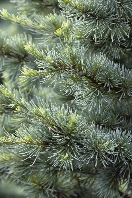 Horstmann Blue Atlas Cedar (dwarf)