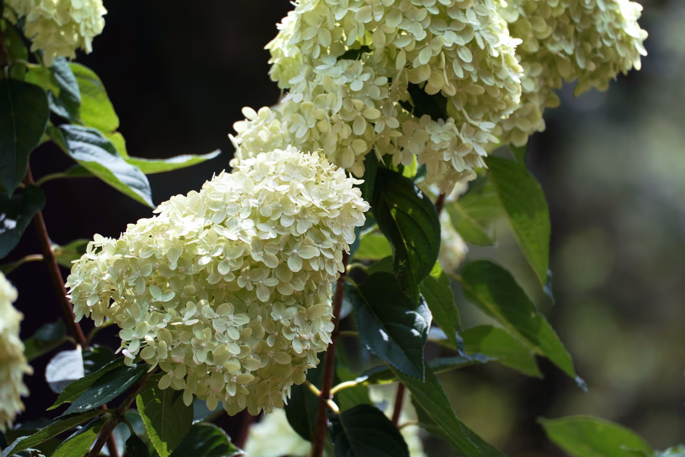 Little Lime Hydrangea