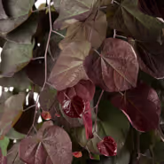 Ruby Falls Redbud