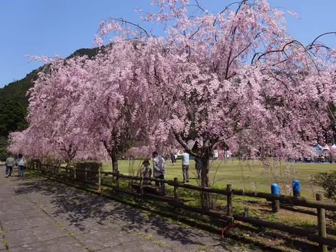 Weeping Cherry