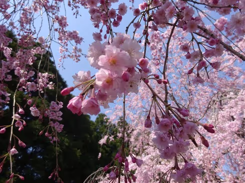 Weeping Cherry