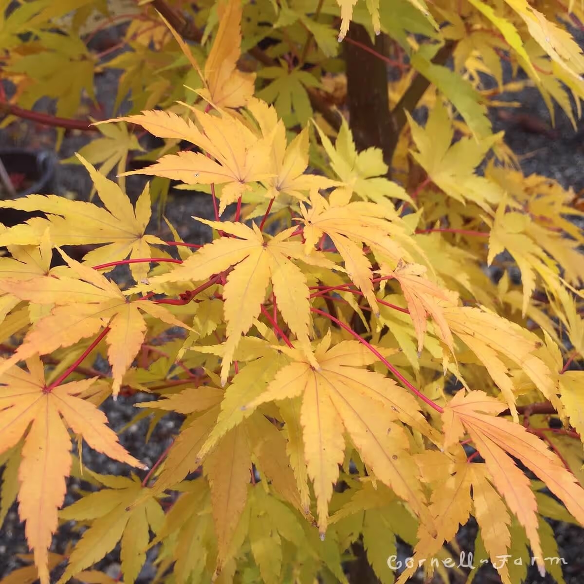 Coral Bark Japanese Maple