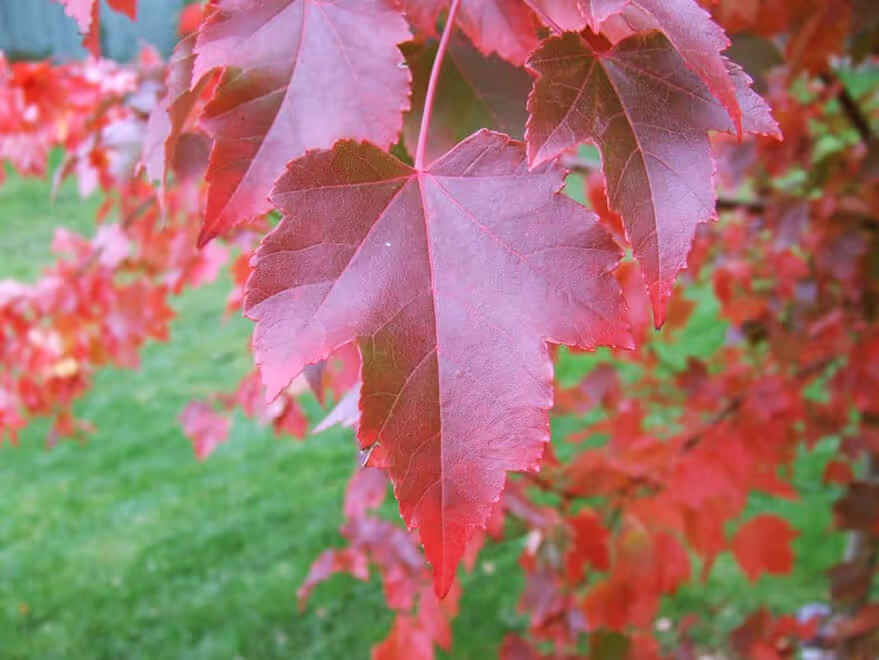 October Glory Maple
