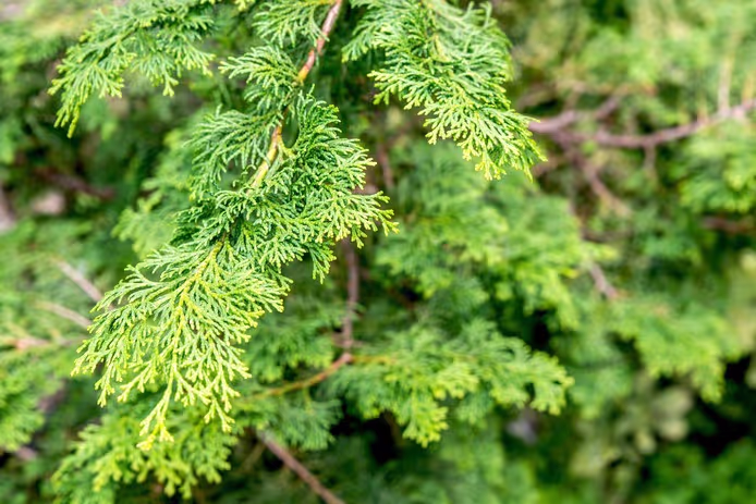 Hinoki Cypress