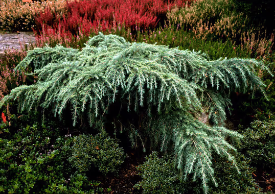 Weeping Deodar Cedar