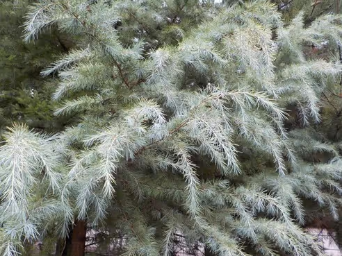 Weeping Deodar Cedar