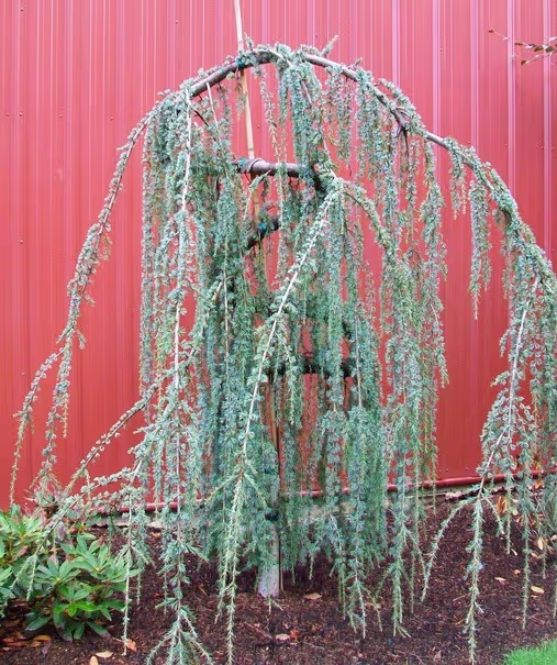 Blue Atlas Cedar Serpentine