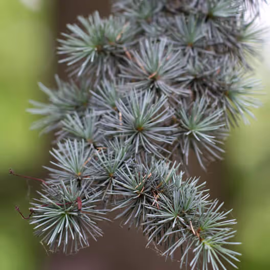 Blue Atlas Cedar Serpentine