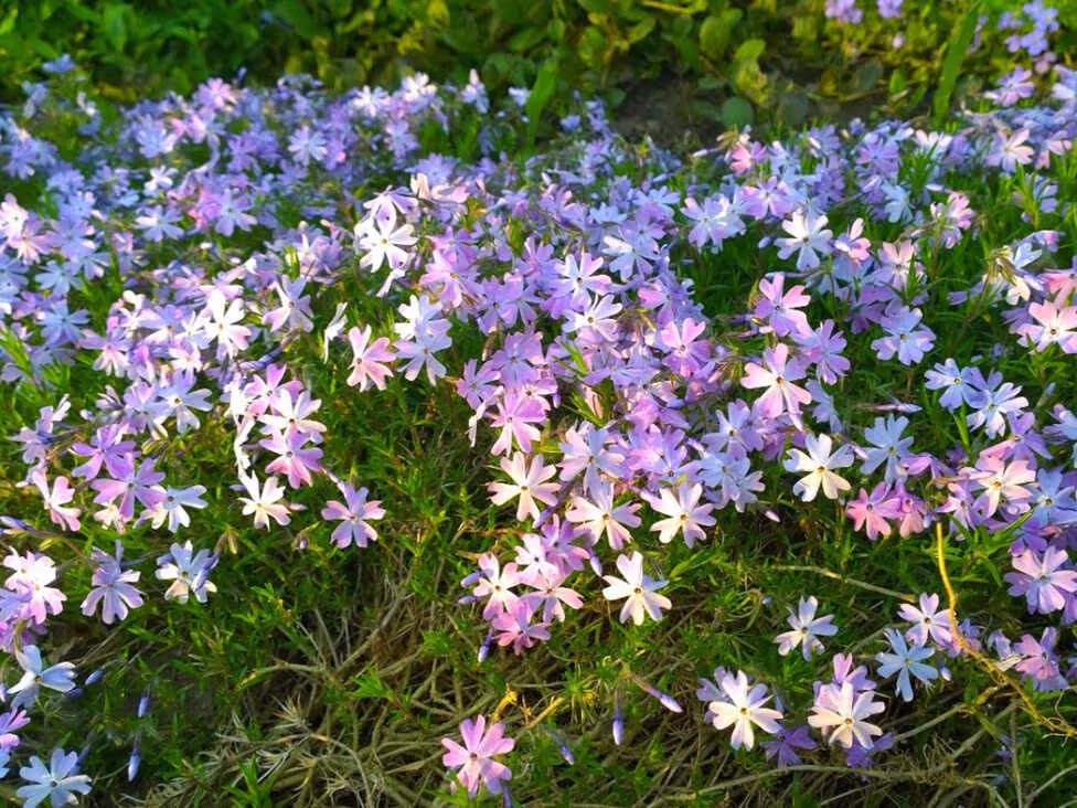 Creeping Phlox