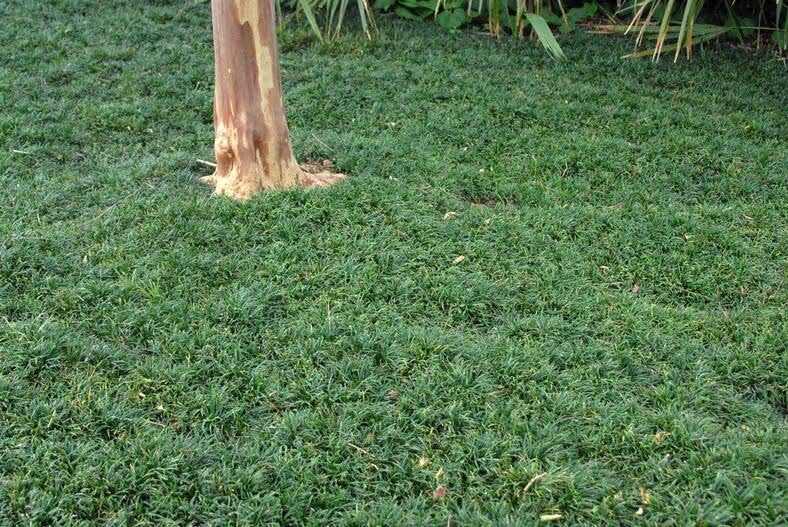 Dwarf Mondo Grass