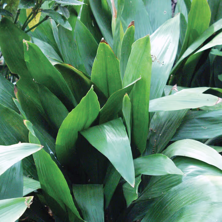 Cast Iron Plants