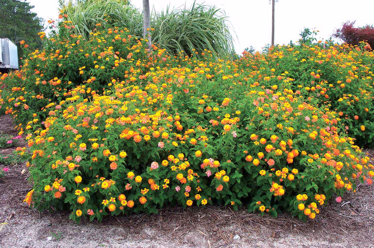 Miss Huff Lantana