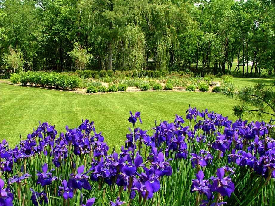 Siberian Iris