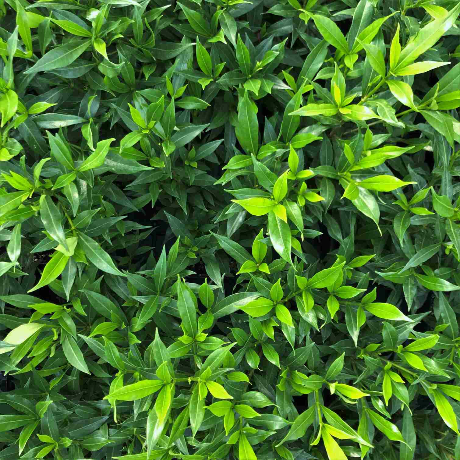 Frostproof Gardenia