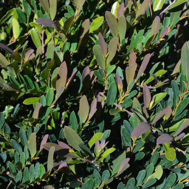 Cinnamon Girl Distylium
