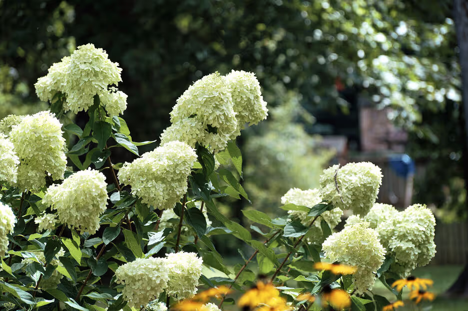 Little Lime Hydrangea