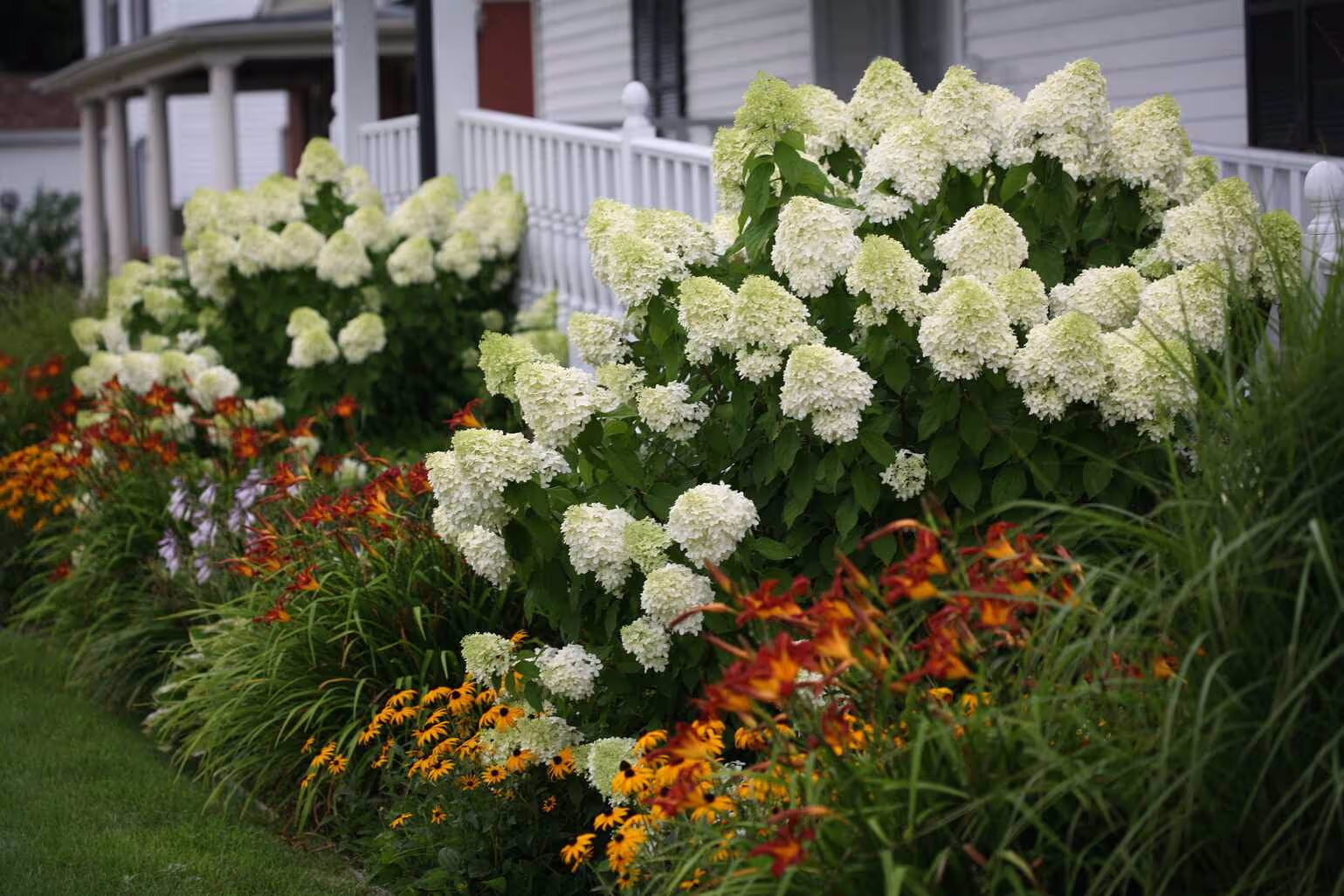 Limelight Hydrangea