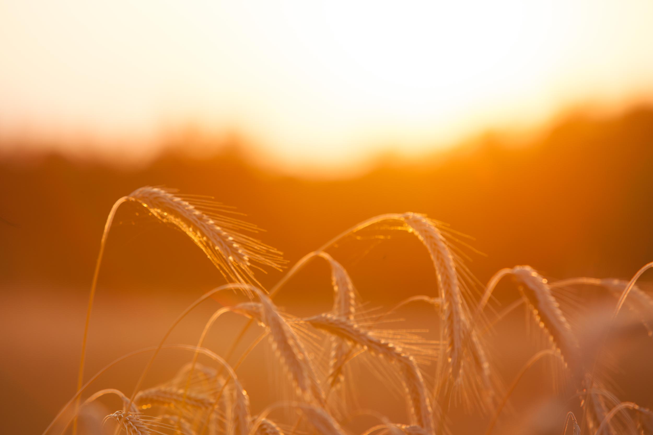 Kling-Malz Schriesheim