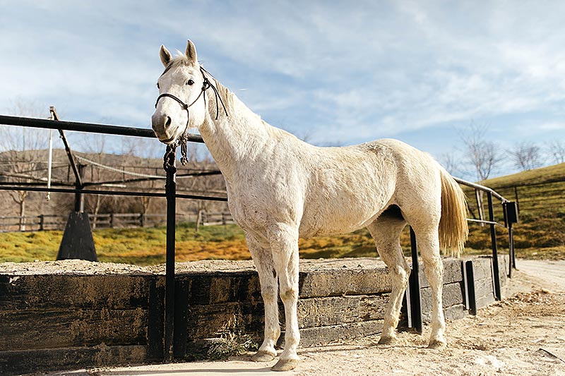 A white horse
