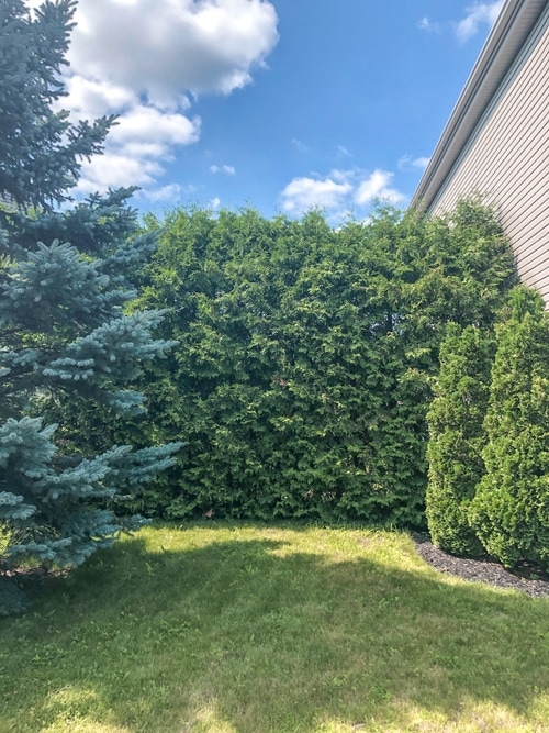 Avant le taillage de haies de cèdre