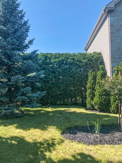 Après le taillage de haies de cèdre