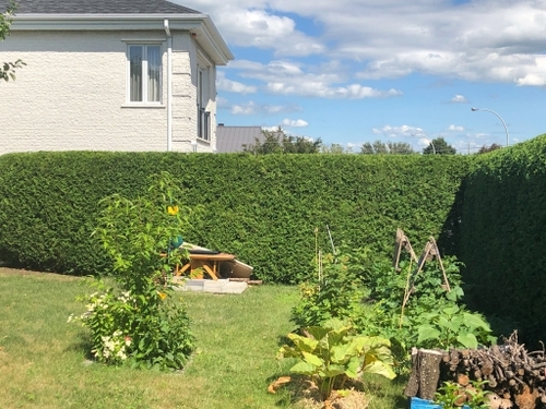 Belle haie de cèdre droite