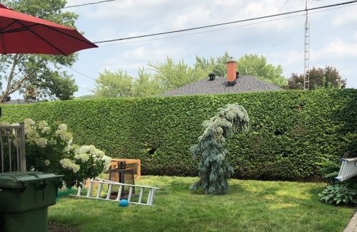 Haie de cèdres fournie