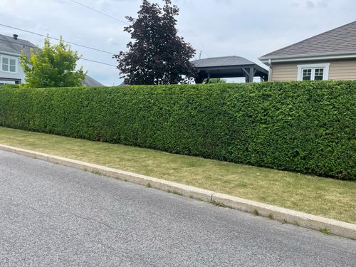 Taillage de haies de cèdre à Brossard