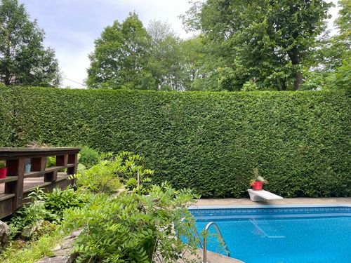 Taillage de haies de cèdres à St-Bruno