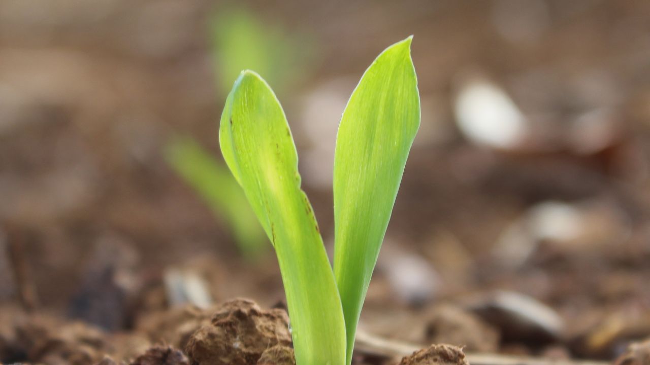 Brote verde de planta emergiendo de la tierra.