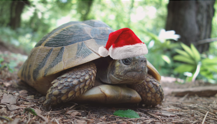 The Art of Pacing: How to Celebrate Without the Crash