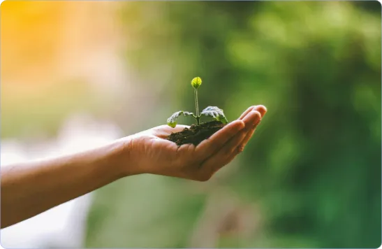 Hand holding a small seedling with green leaves and soil against a blurred natural background.