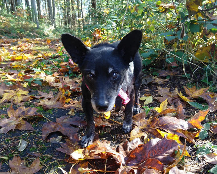 Ellie, a female chihuahua mix terrier, at a park
