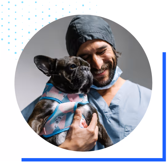 A veterinarian holding his patient, Boston Terrier