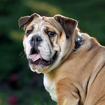 Close up of Gabby, an English Bulldog, who received ImpriMed-aided chemotherapy
