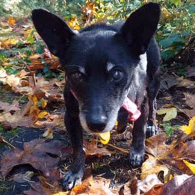 Close up of Ellie, a female chihuahua terrier mix, who received ImpriMed-aided chemotherapy
