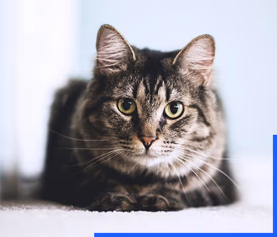 A cat directly looking straight