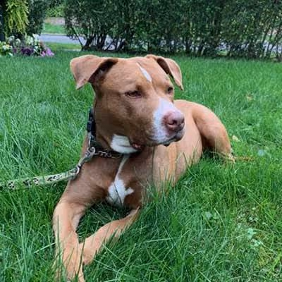 Gucci, an English Bulldog, received ImpriMed's Personalized Prediction Profile to receive chemo treatment tailored to her.