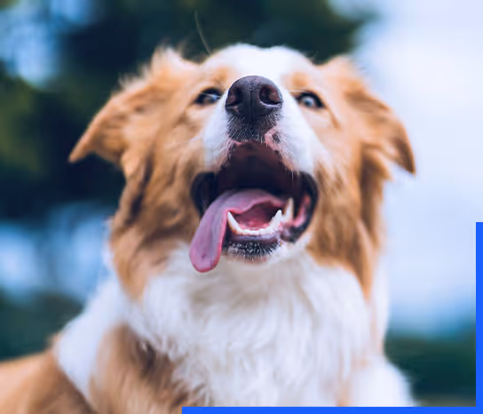 A cute austrailian shepherd smiling