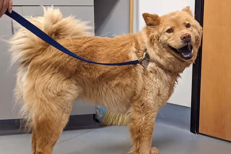 ImpriMed is Revolutionizing Canine Cancer Treatment with Precision and Personalization