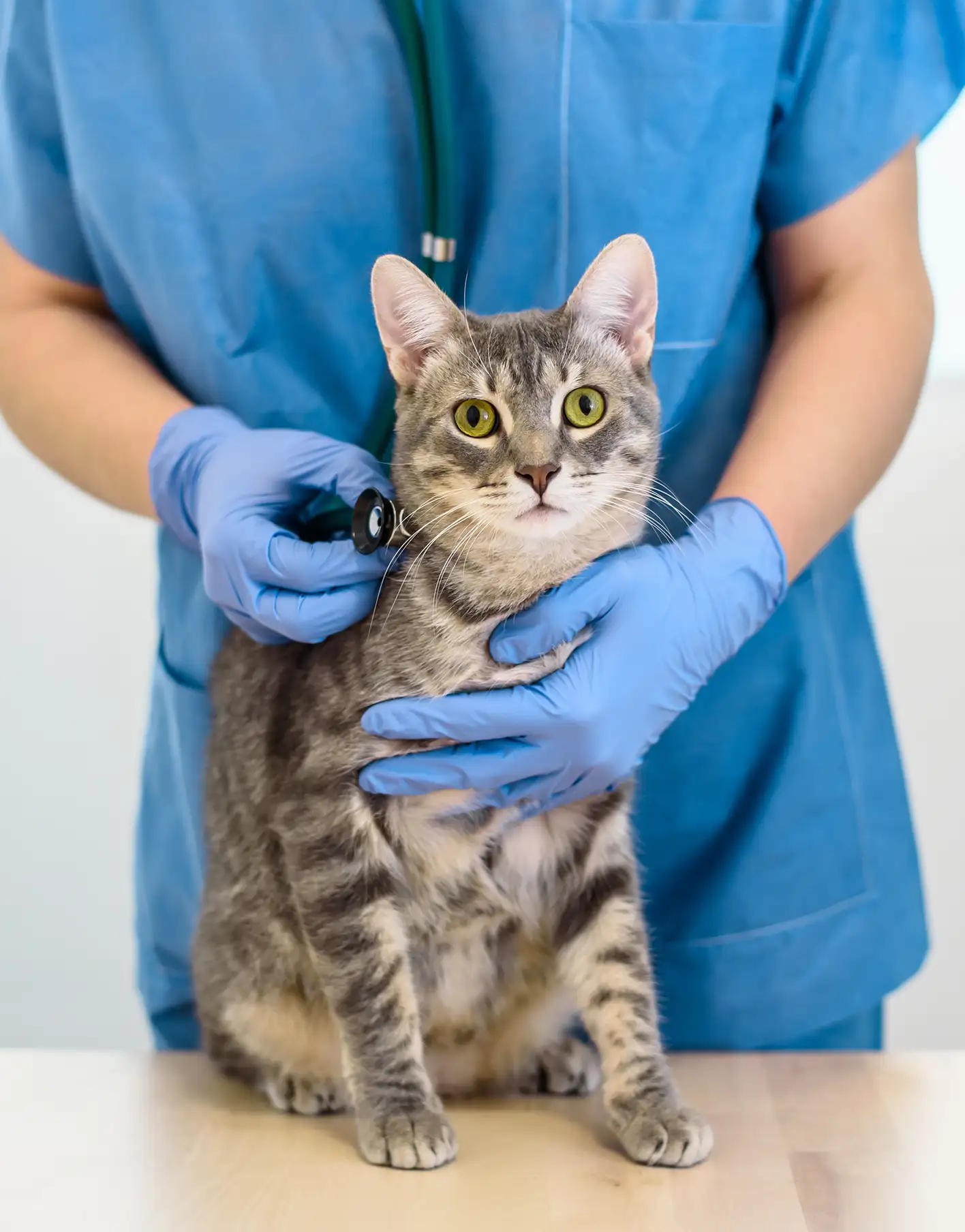 A feline patient being examined for checkup