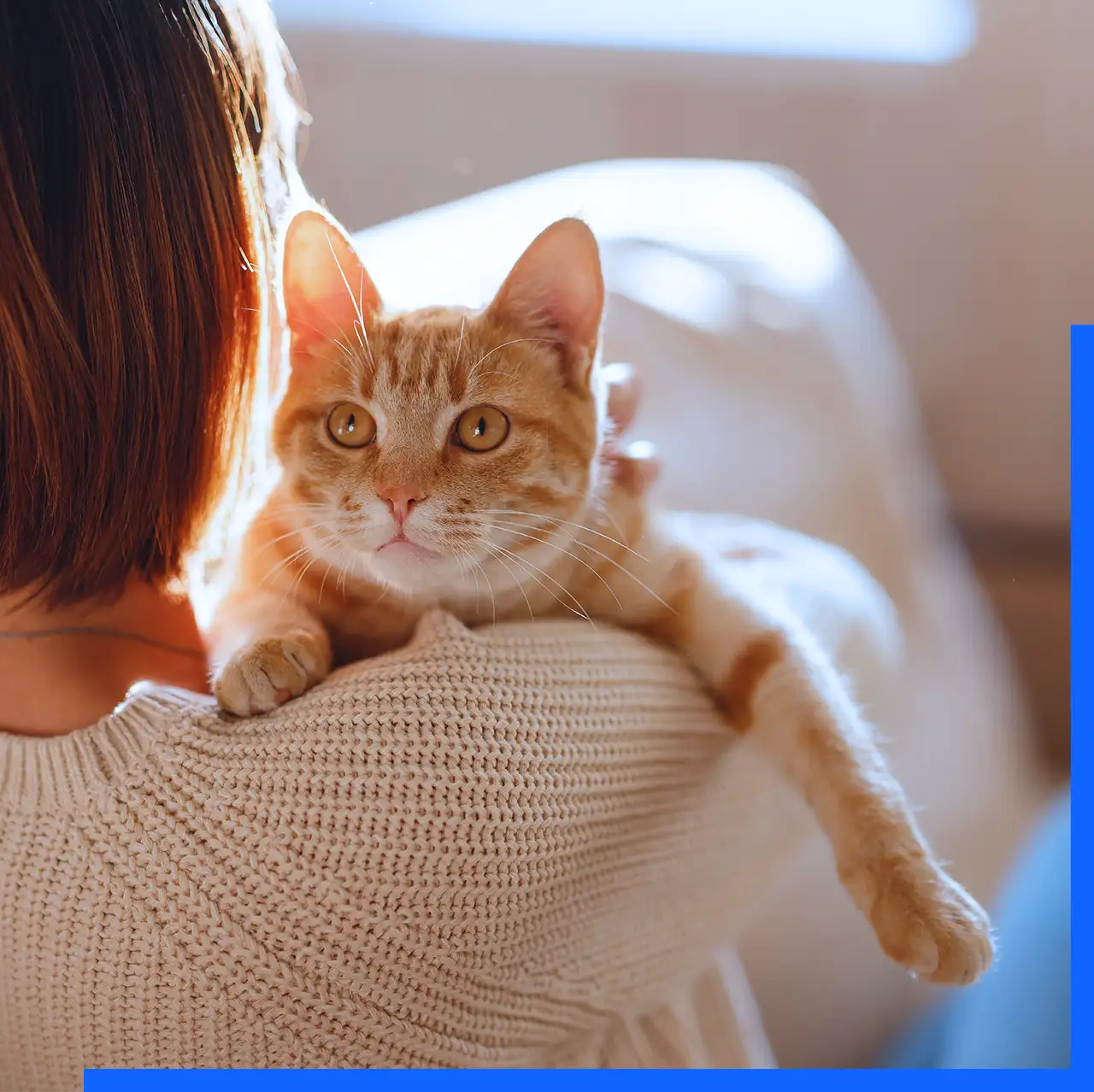An orange cat is being hugged by a pet owner