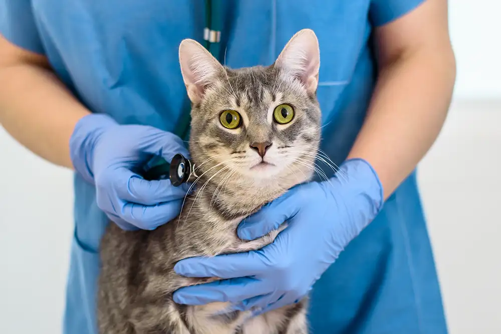 A feline patient being examined for checkup