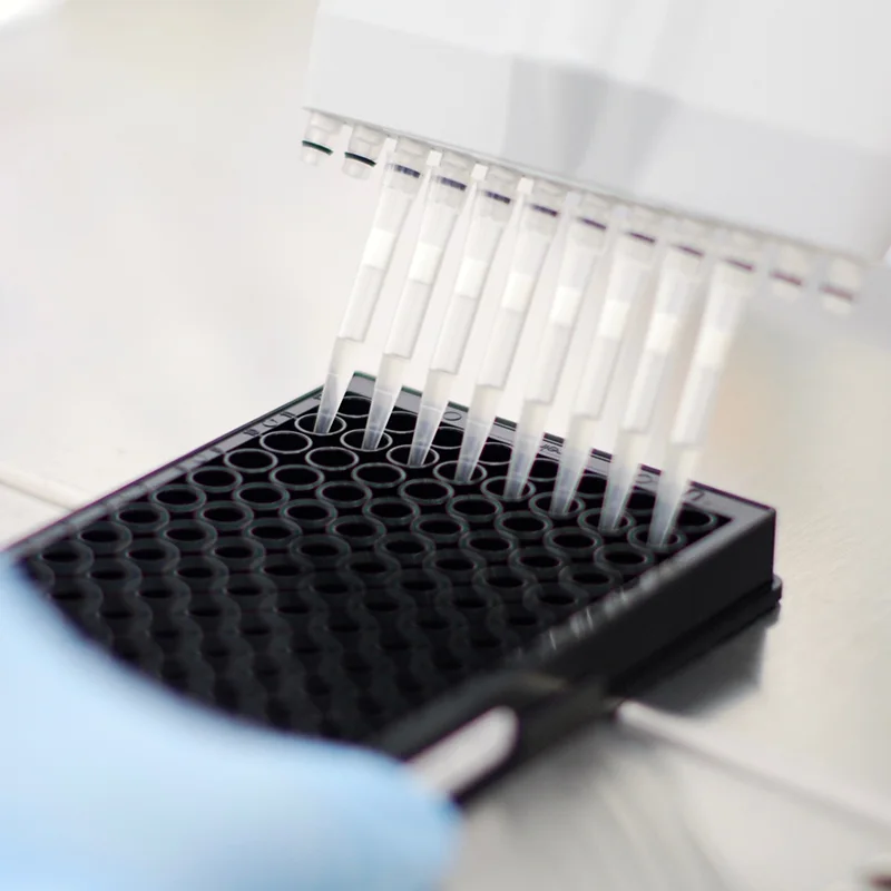 Multi-channel pipette dispensing liquid into wells of a black 96-well microplate in a laboratory setting.