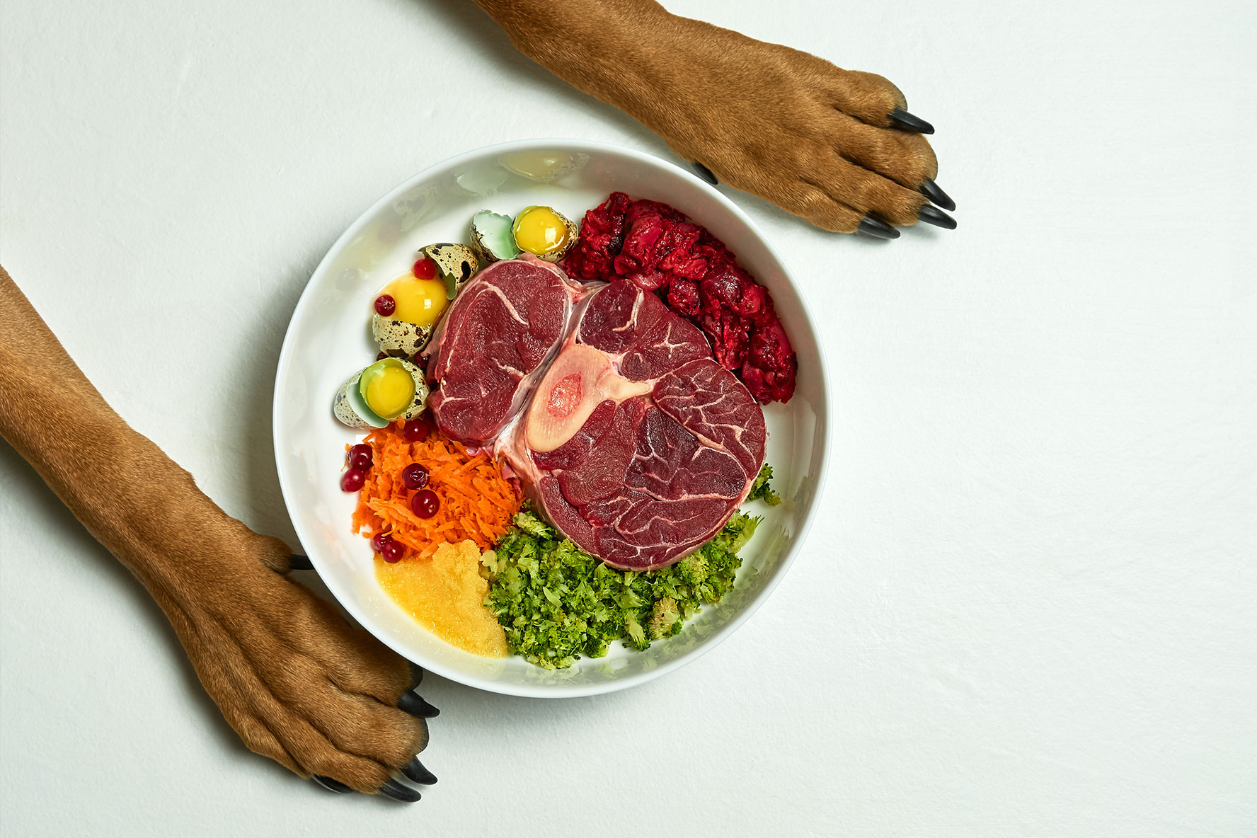 Canine Cancer Diet Recipe - Raw Canine Cancer Diet Recipes