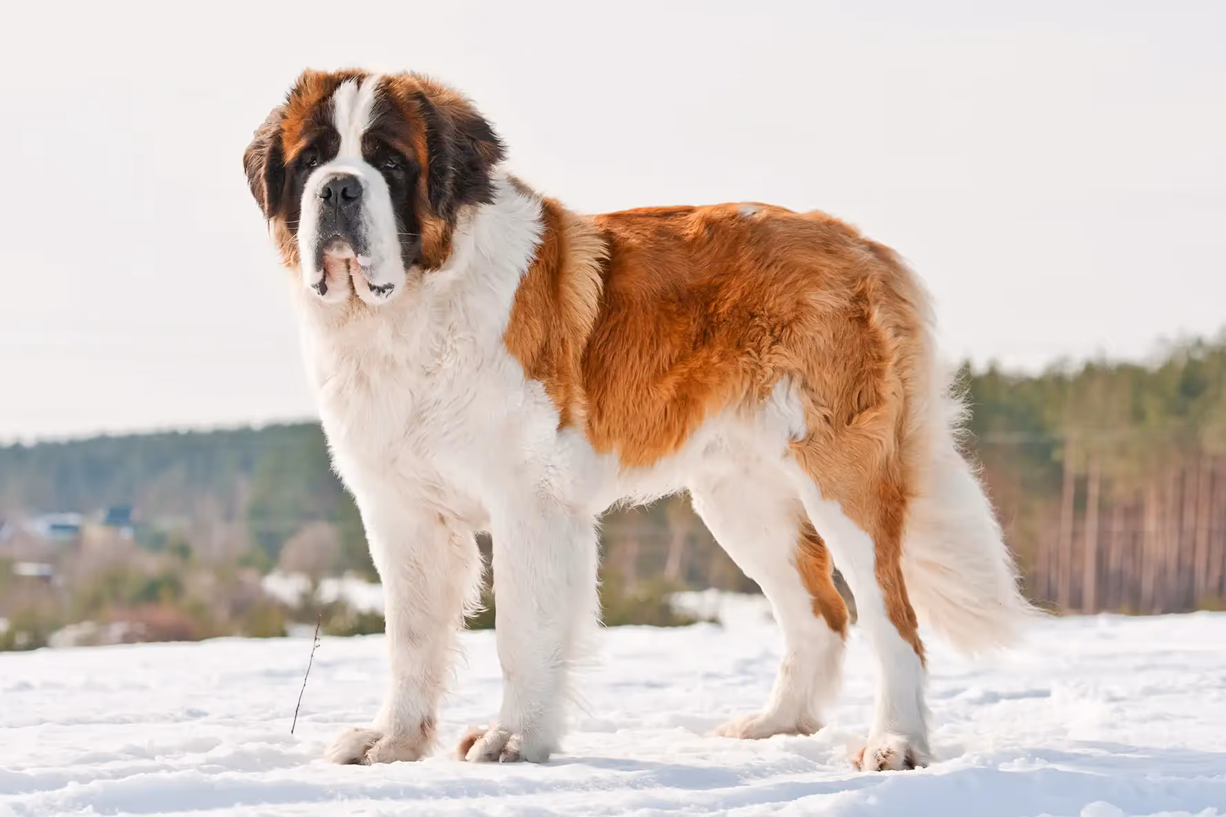 A Saint Bernard dog standing outdoor, with snow on the ground