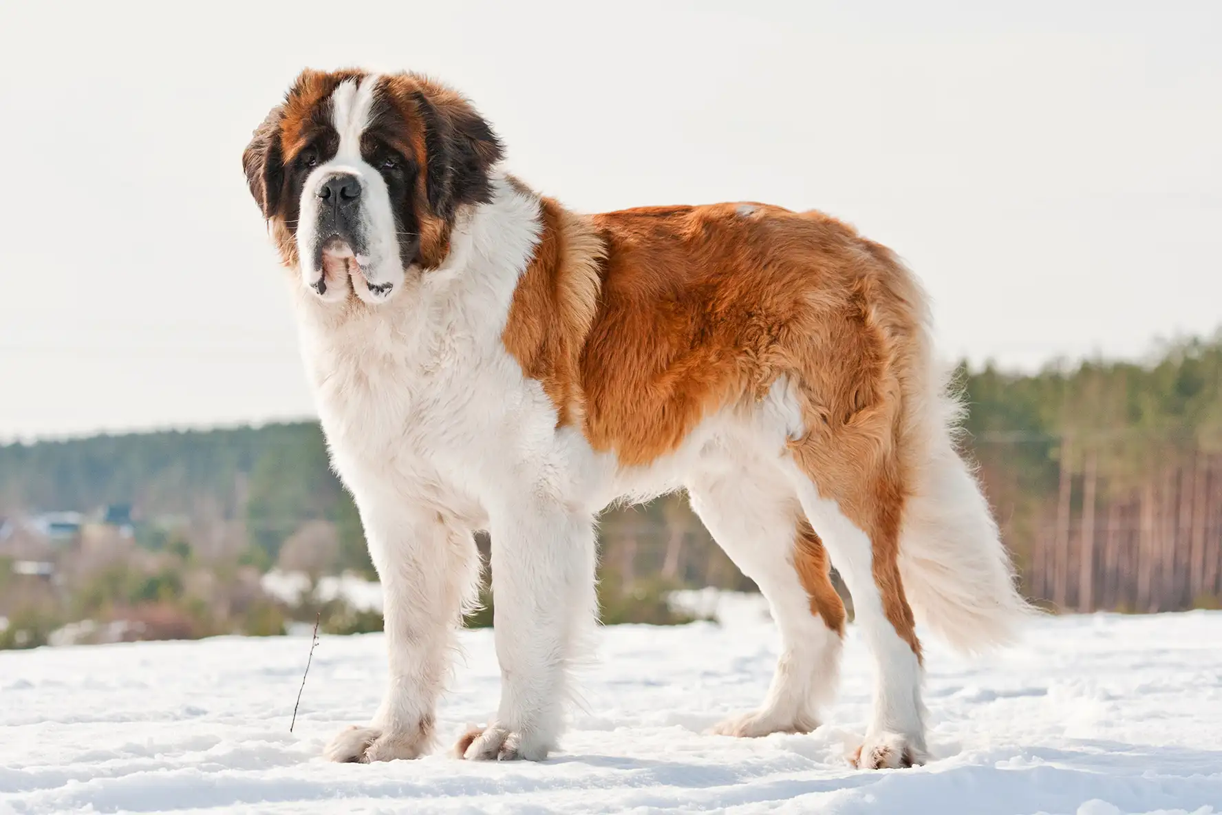 A Saint Bernard dog standing outdoor, with snow on the ground