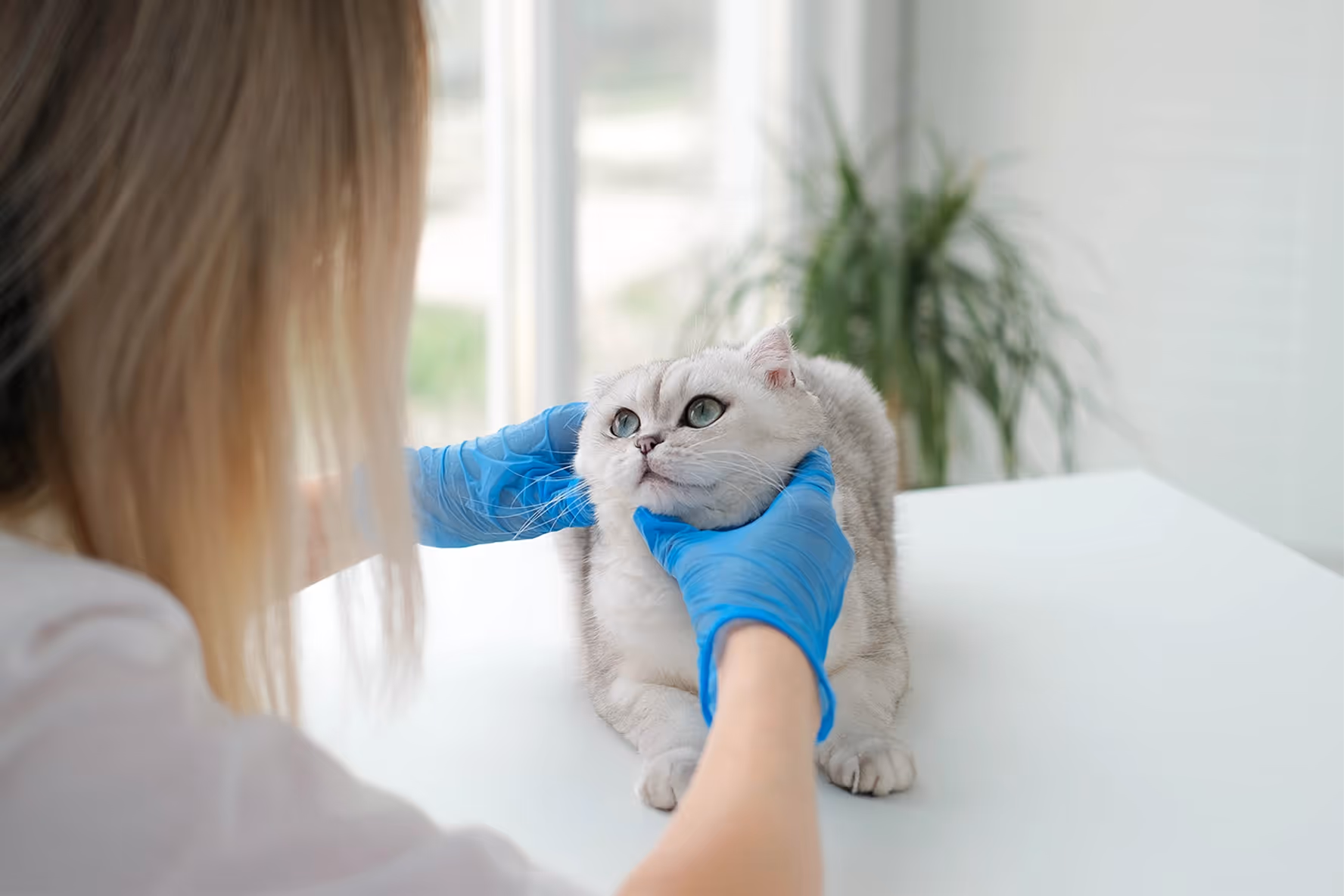 Cat visiting a vet