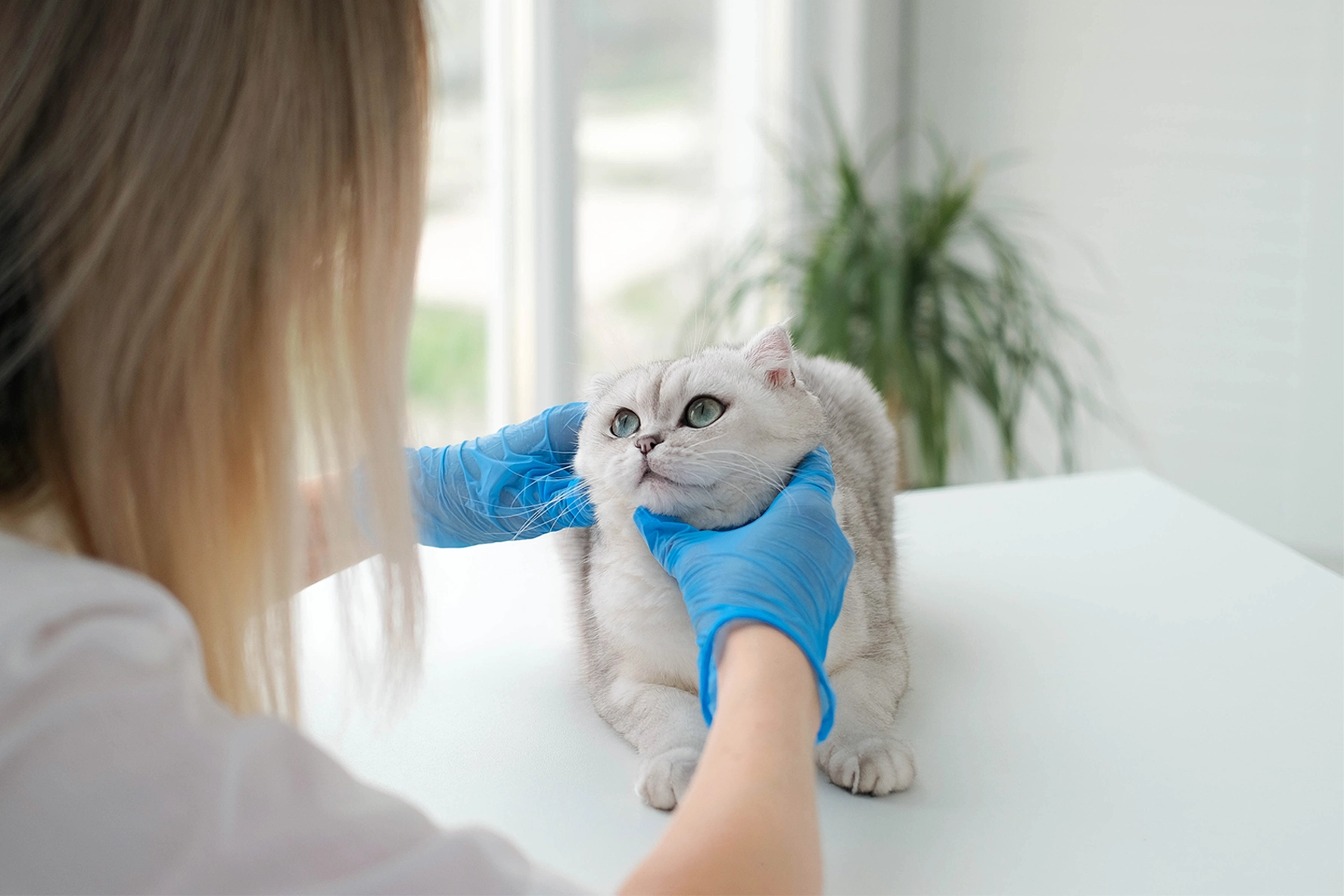 Cat visiting a vet
