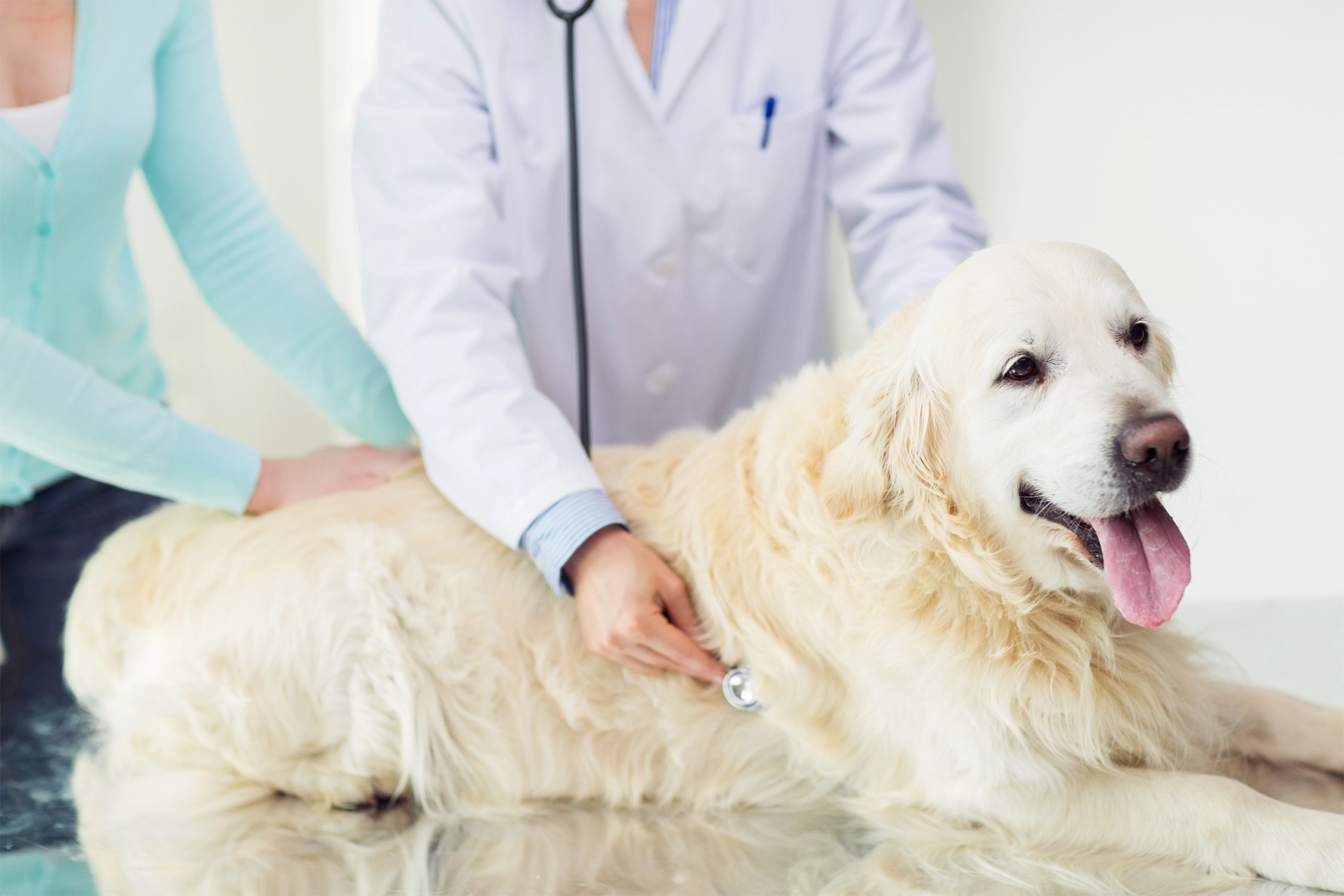 Dog visiting a vet